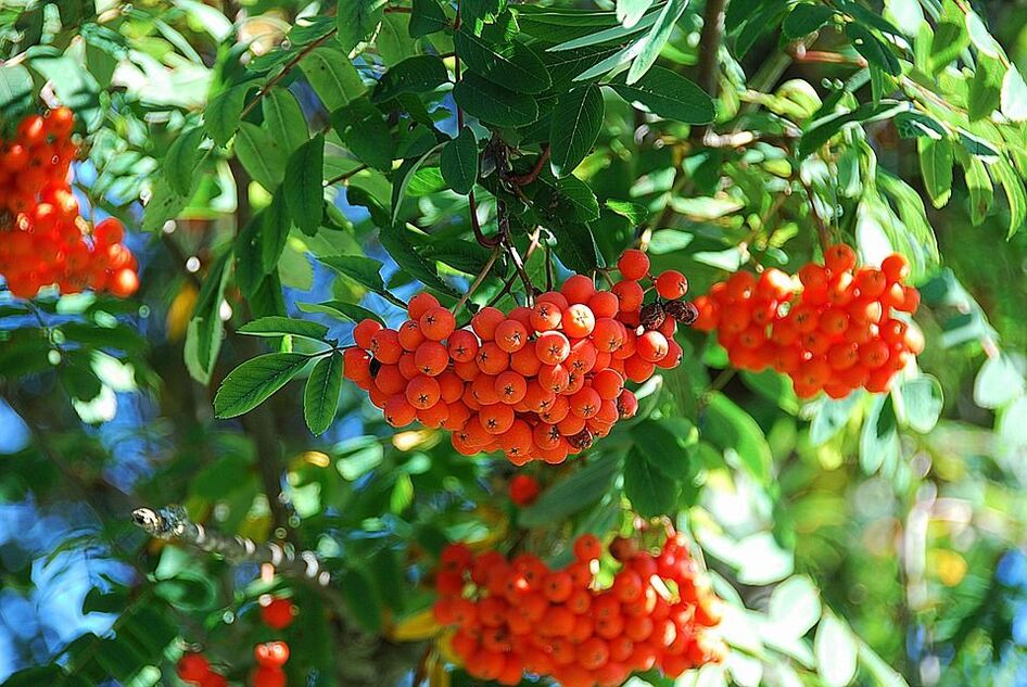 Rowan se ne va nella lotta contro i funghi